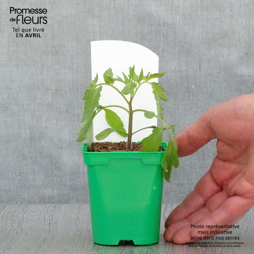 Amostra de Tomate Russe rouge en plants Pot de 10 cm/11cm tal como entregue na primavera