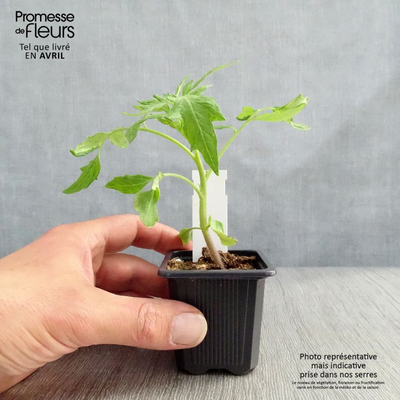 Amostra de Tomate Saint-Pierre en plants Godet de 7/8 cm tal como entregue no inverno