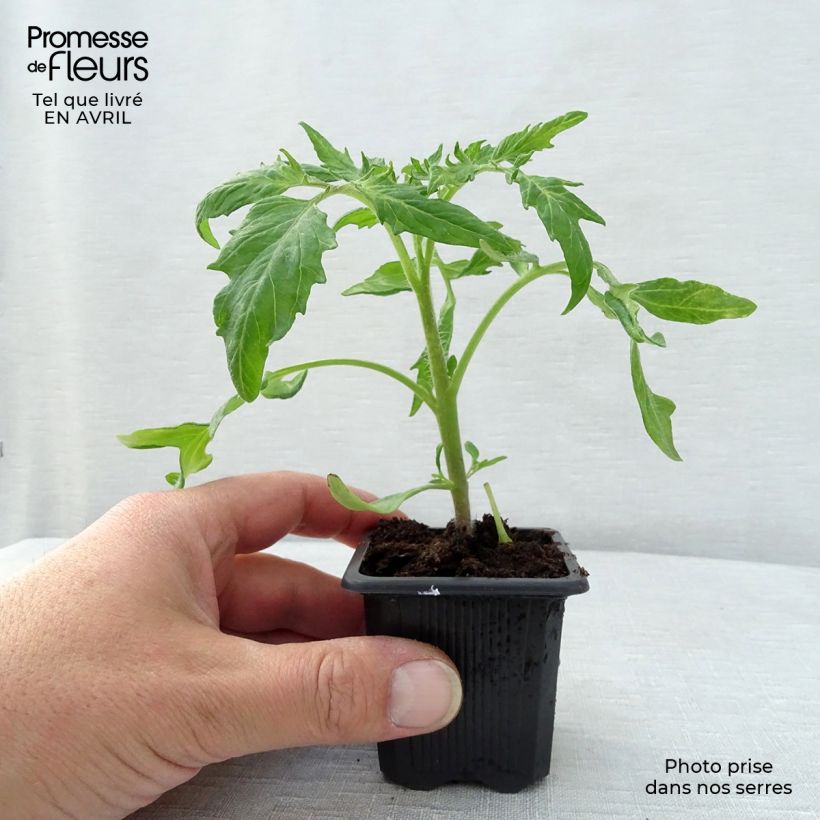 Amostra de Tomate Saint-Pierre plantas jovens Vaso de 7/8 cm tal como entregue na primavera