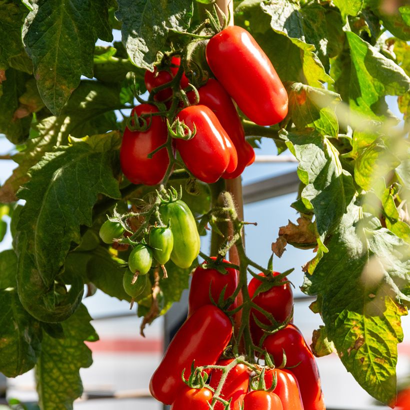 Tomate San Marzano 2 Bio (Colheita)