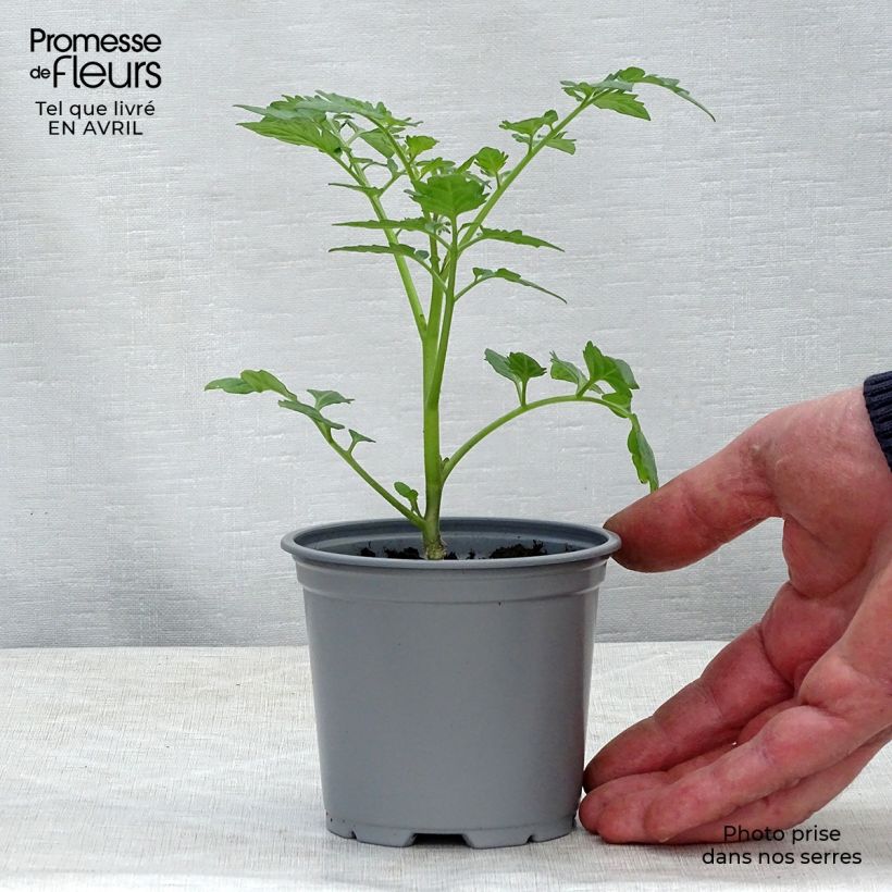Amostra de Tomate Santonio F1 en plants GREFFES - Tomate cerise Godet de 8/9 cm tal como entregue na primavera