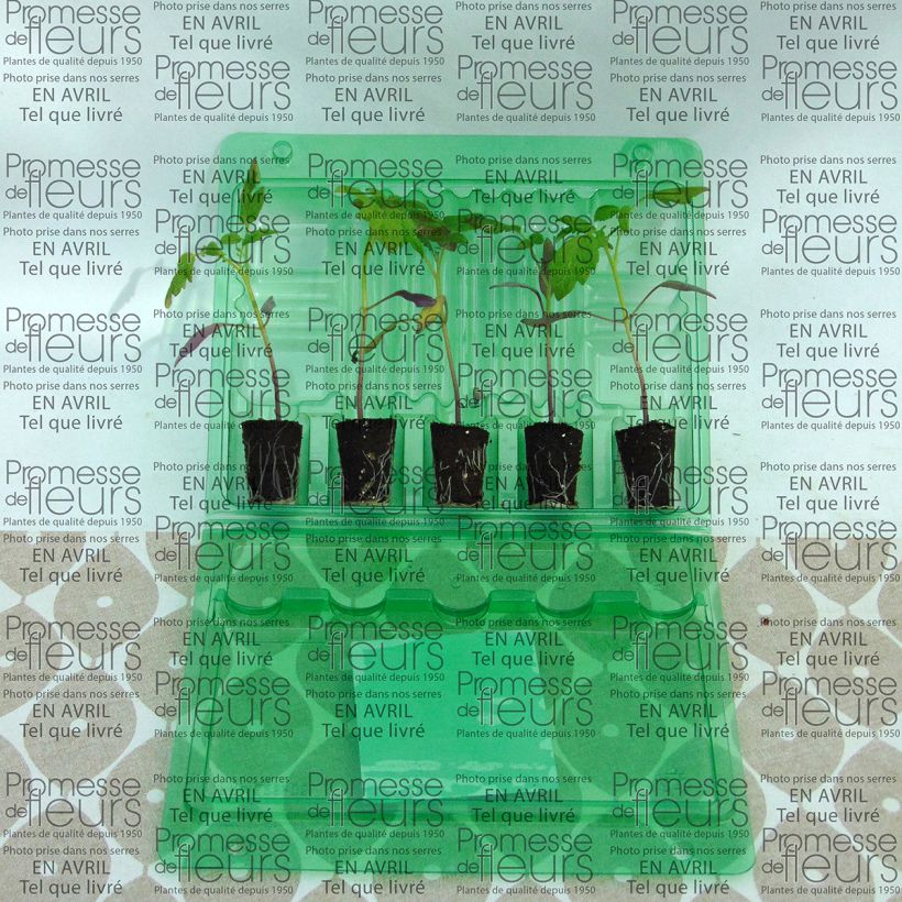 Exemplo de amostra de Tomate Star Gold F1 en plants - Tomate cerise jaune Mini-motte Ø 3/4 cm tal como entregue