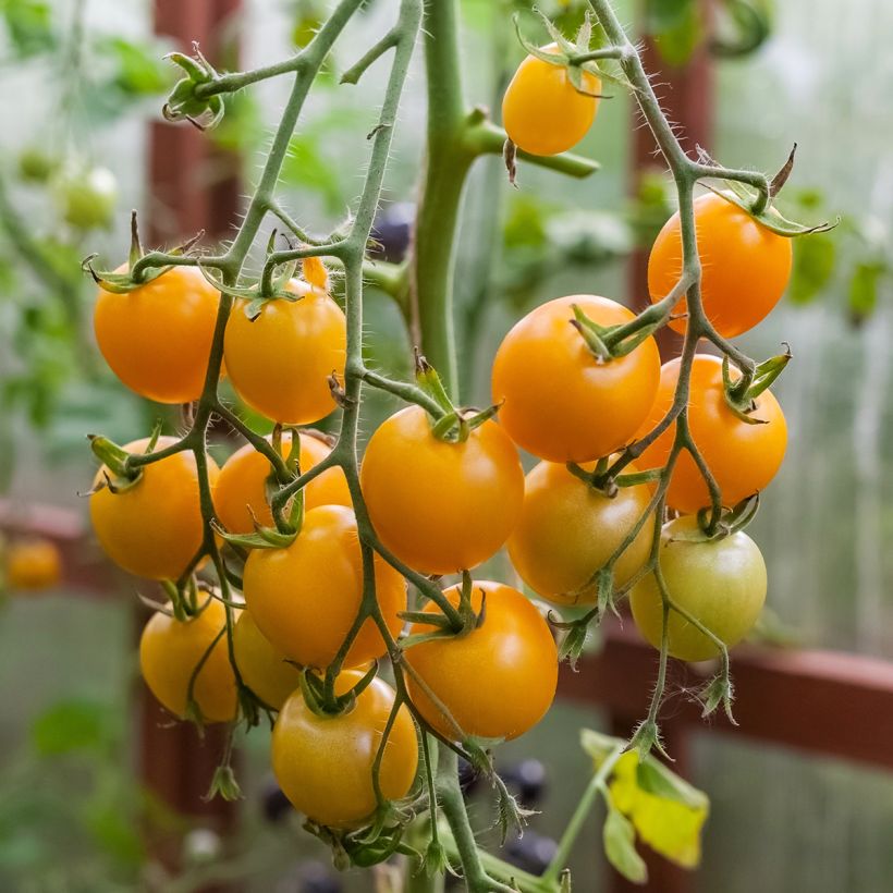 Tomate-cereja amarelo Sturdy Grace F1 híbrido plantas jovens (Colheita)