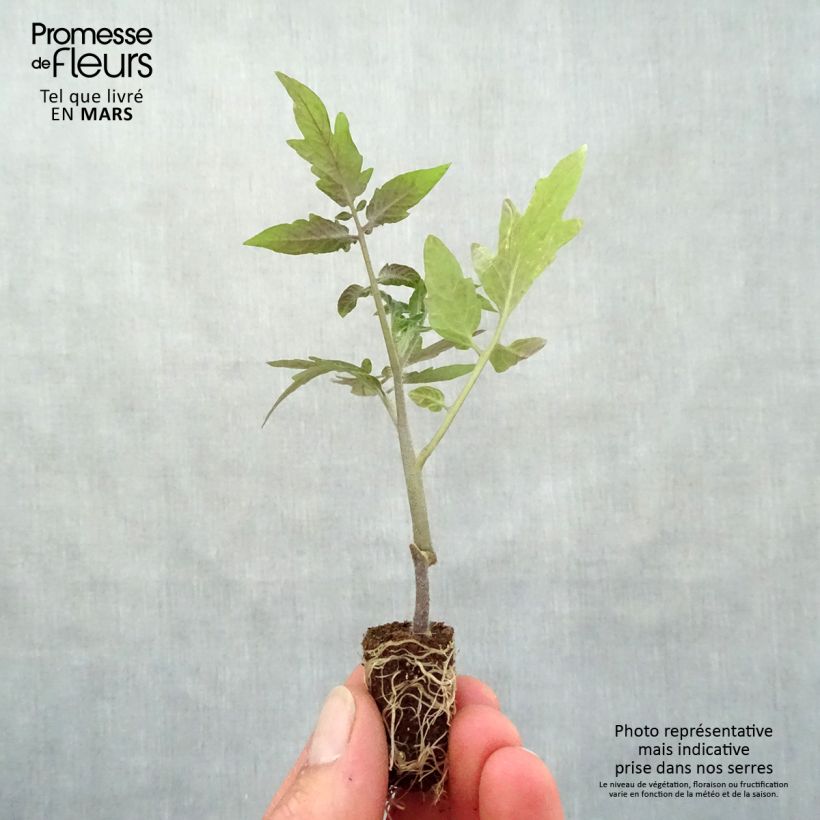 Amostra de Tomate Sturdy Grace F1 en plants - Tomate cerise jaune Mini-motte Ø 1,5/2,5 cm tal como entregue na primavera