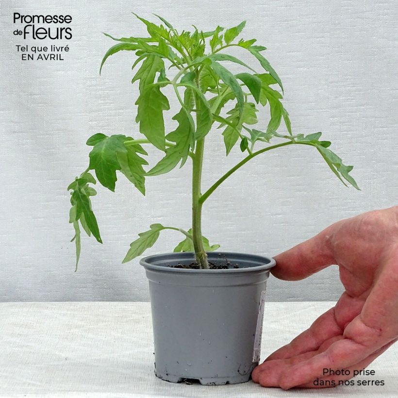 Amostra de Tomate Supersteak F1 en plants GREFFES - La Sélection du Chef Godet de 8/9 cm tal como entregue na primavera