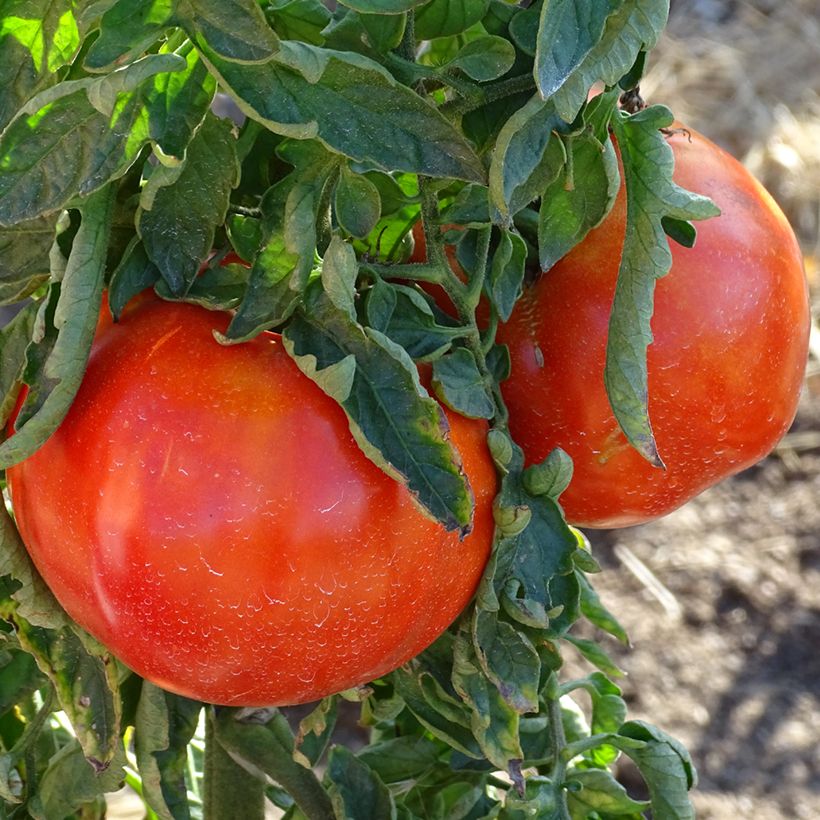 Tomate Supersteak F1 híbrido (Colheita)