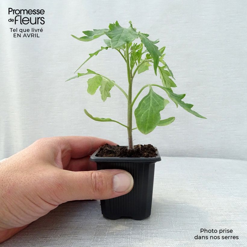 Amostra de Tomate Supersteak F1 en plant - La Sélection du Chef Godet de 7/8 cm tal como entregue na primavera