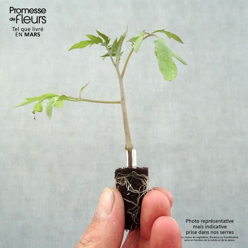 Amostra de Tomate Supersteak F1 en plants GREFFES - La Sélection du Chef Mini-motte Ø 1,5/2,5 cm tal como entregue na primavera