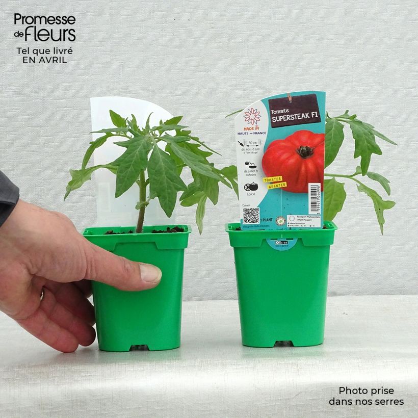 Amostra de Tomate Supersteak F1 en plant - La Sélection du Chef Pot de 10 cm/11cm tal como entregue na primavera