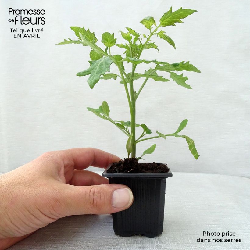 Amostra de Tomate Supersweet 100 F1 en plants - Tomate cerise Godet de 7/8 cm tal como entregue na primavera