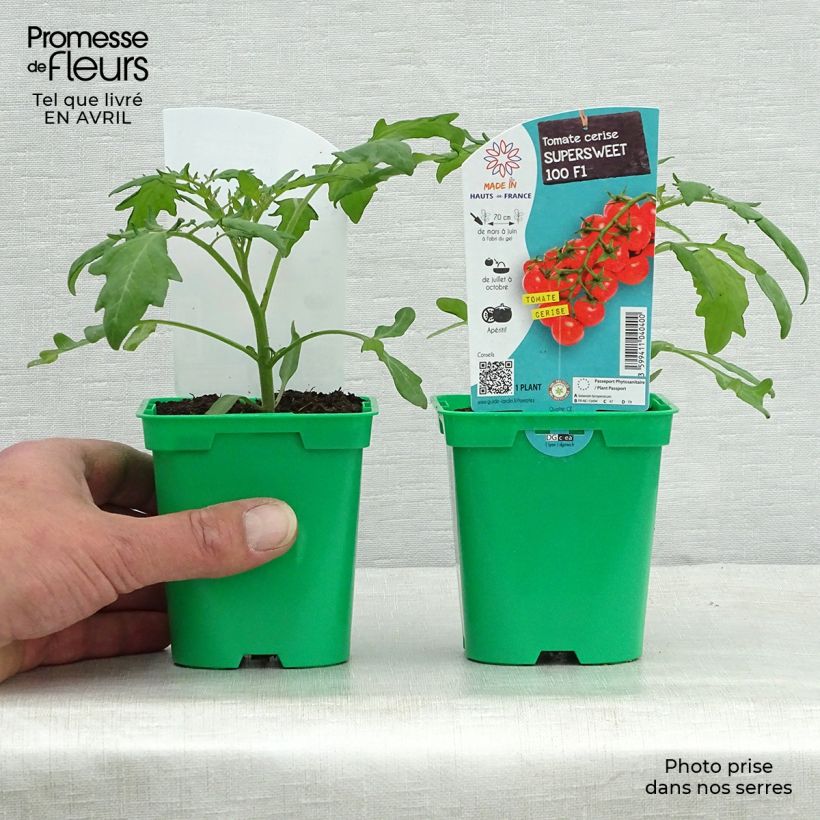 Amostra de Tomate Supersweet 100 F1 en plants - Tomate cerise Pot de 10 cm/11cm tal como entregue na primavera