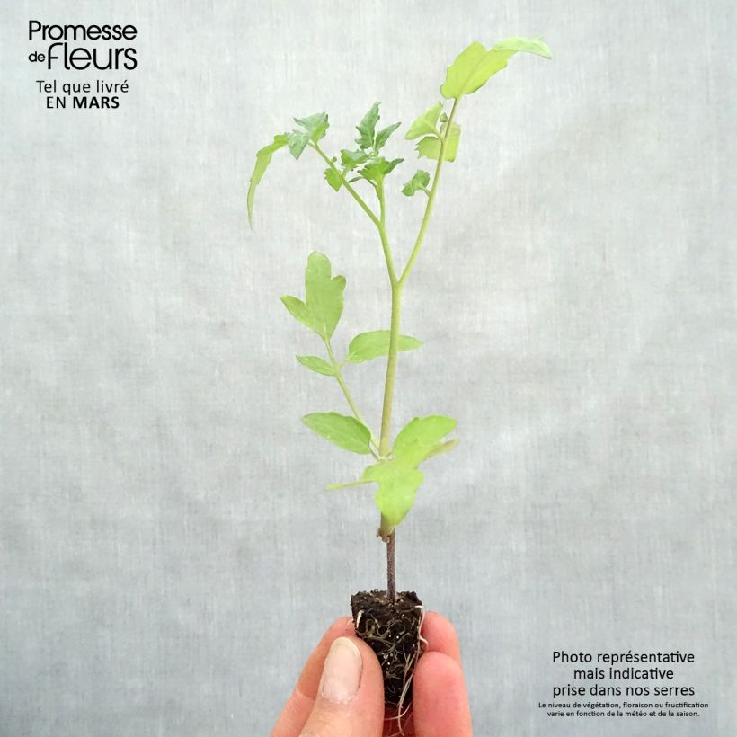Amostra de Tomate Supersweet 100 en plants GREFFES BIO - F1 en mini-mottes Mini-motte Ø 1,5/2,5 cm tal como entregue na primavera
