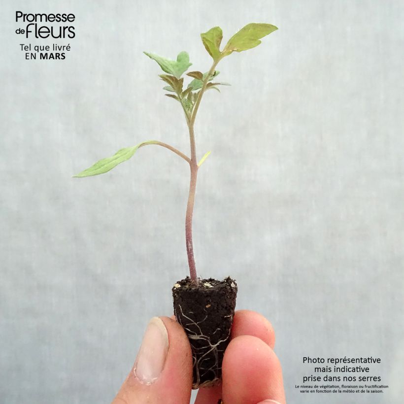Amostra de Tomate Tomande F1 BIO - Type marmande - mini-mottes Mini-motte Ø 1,5/2,5 cm tal como entregue na primavera