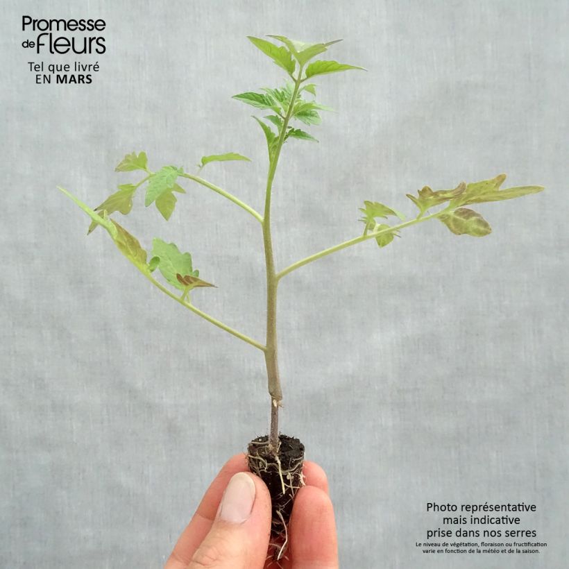 Amostra de Tomate Tomande F1 - Type marmande - Plants GREFFES mini-mottes Mini-motte Ø 1,5/2,5 cm tal como entregue na primavera