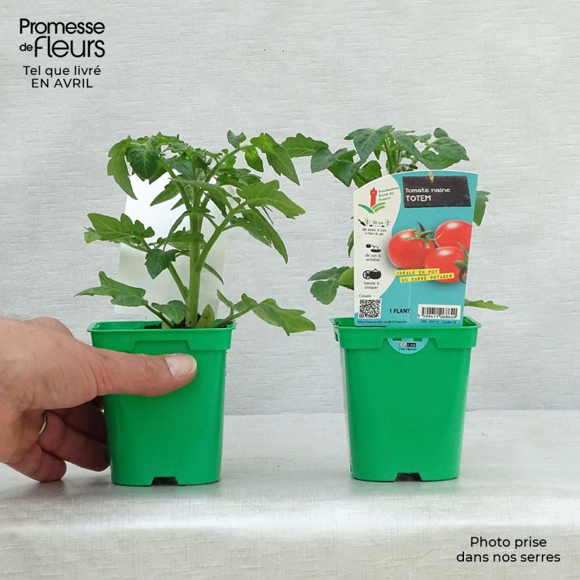 Amostra de Tomate Totem F1 en plants Pot de 10 cm/11cm tal como entregue na primavera