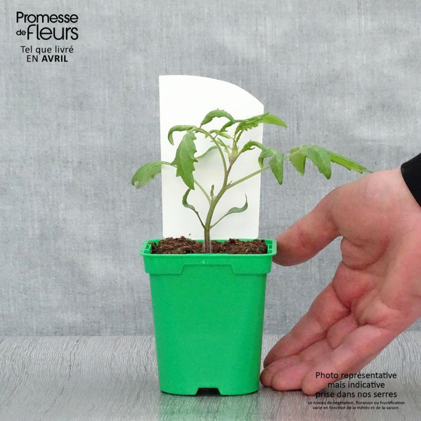 Amostra de Tomate Trilly F1 - Tomate Cerise allongée en plants Pot de 10 cm/11cm tal como entregue na primavera