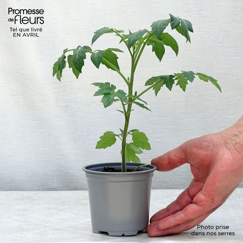 Amostra de Tomate Tutti Frutti en plants - Tomate-cerise Godet de 8/9 cm tal como entregue na primavera