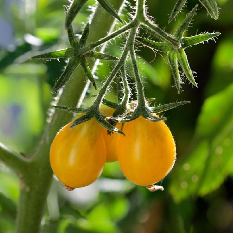 Tomate cereja pera amarelo Yellow Pearshaped Bio (Colheita)