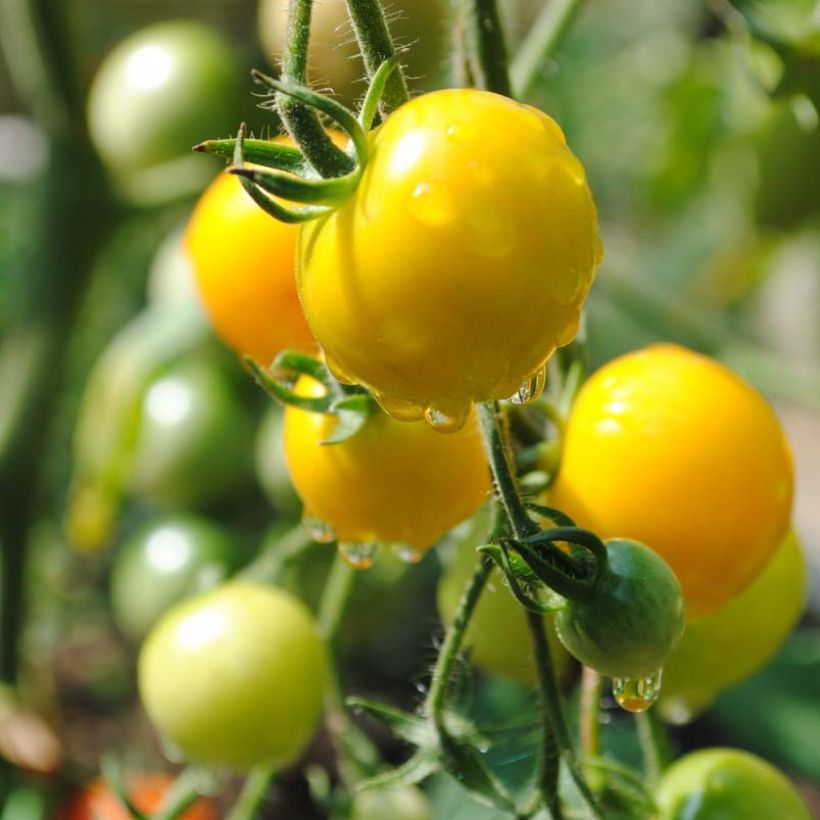 Tomate-cereja Cherry Yellow plantas jovens (Colheita)
