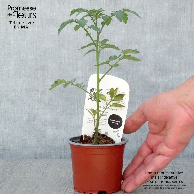 Amostra de Tomate cerise Gusta Mini Red en plant Bio Pot de 10 cm/11cm tal como entregue na primavera