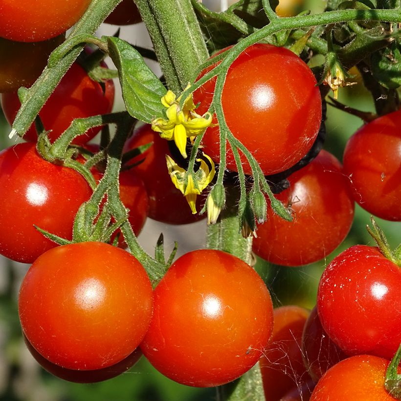 Tomate-cereja Gusta Mini Red F1 plantas jovens biológicas (Colheita)
