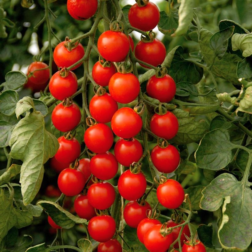 Tomate-cereja Supersweet 100 F1 plantas jovens ENXERTADAS (Colheita)