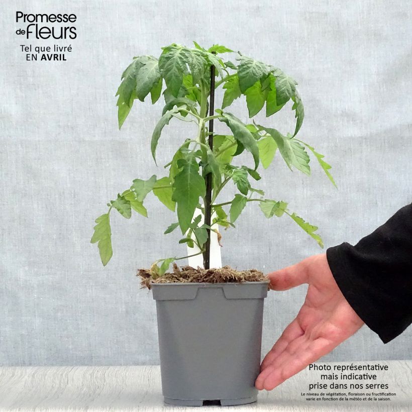 Amostra de Tomate cerise Supersweet 100 F1 en plants GREFFES Pot de 2L/3L tal como entregue na primavera