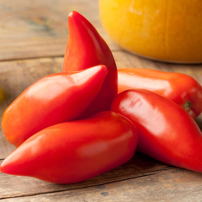 Tomate Cornue des Andes Bio (Colheita)