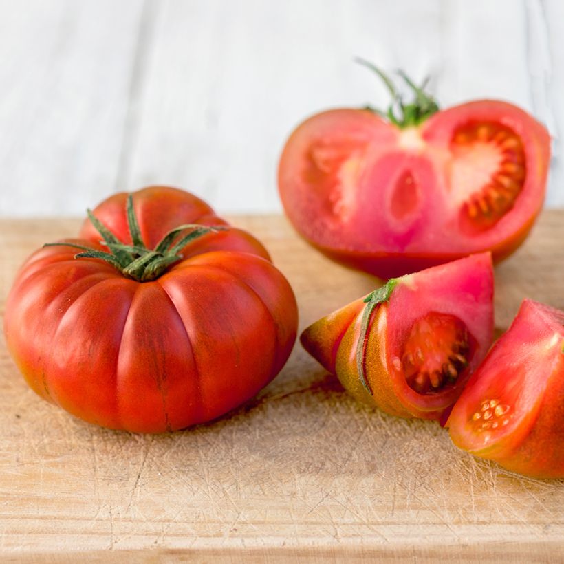Tomate tipo Bife Bio Faworyt (Colheita)