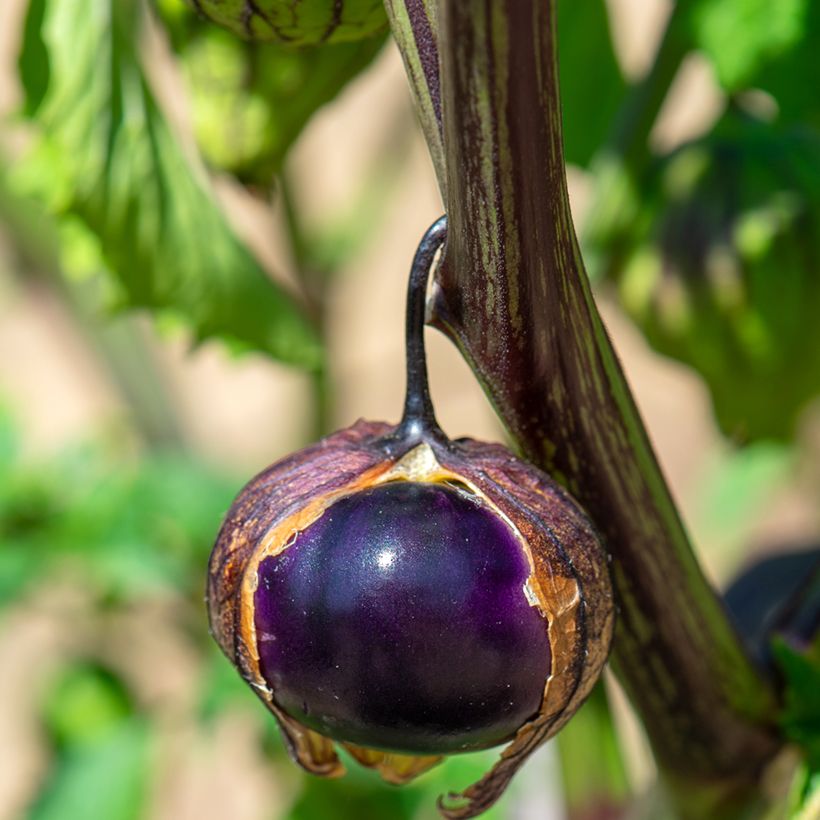 Tomatillo Roxo Bio - Ferme de Sainte Marthe (Colheita)