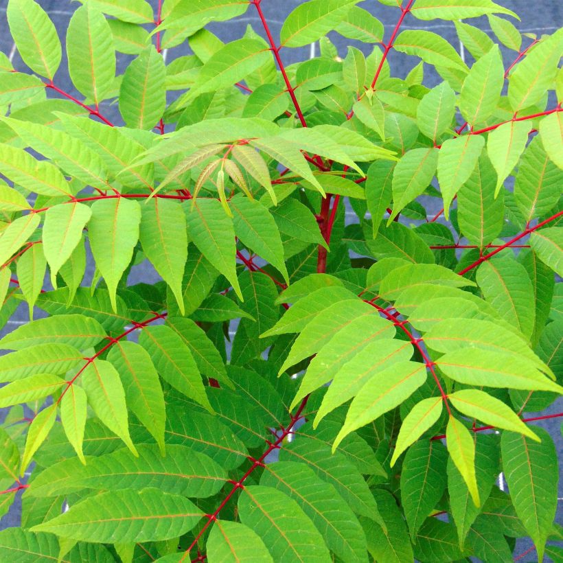 Toona sinensis Flamingo (Folhagem)