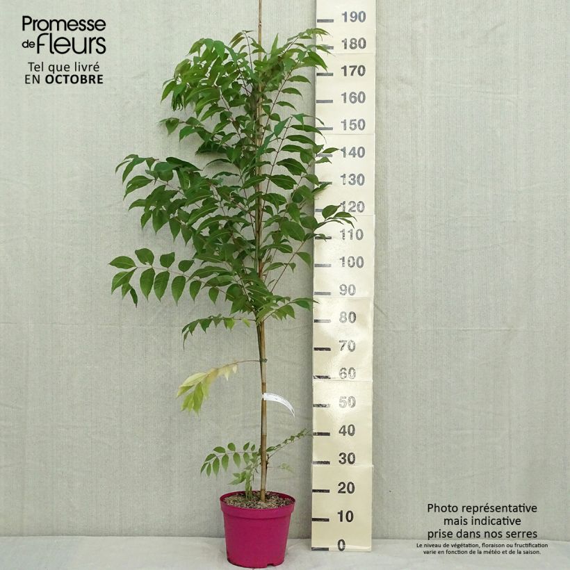 Amostra de Toona sinensis Flamingo - Acajou de Chine Pot de 4L/5L tal como entregue no outono