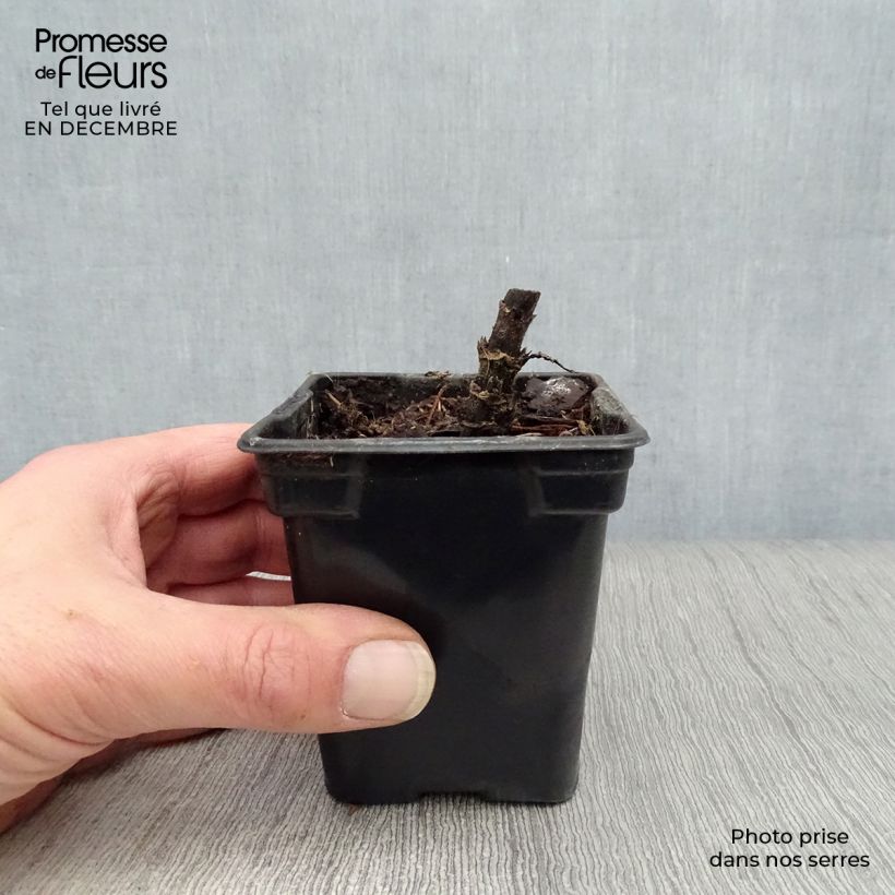 Amostra de Topinambour Nain BIO - Helianthus tuberosus Vaso de 7/8 cm tal como entregue no inverno