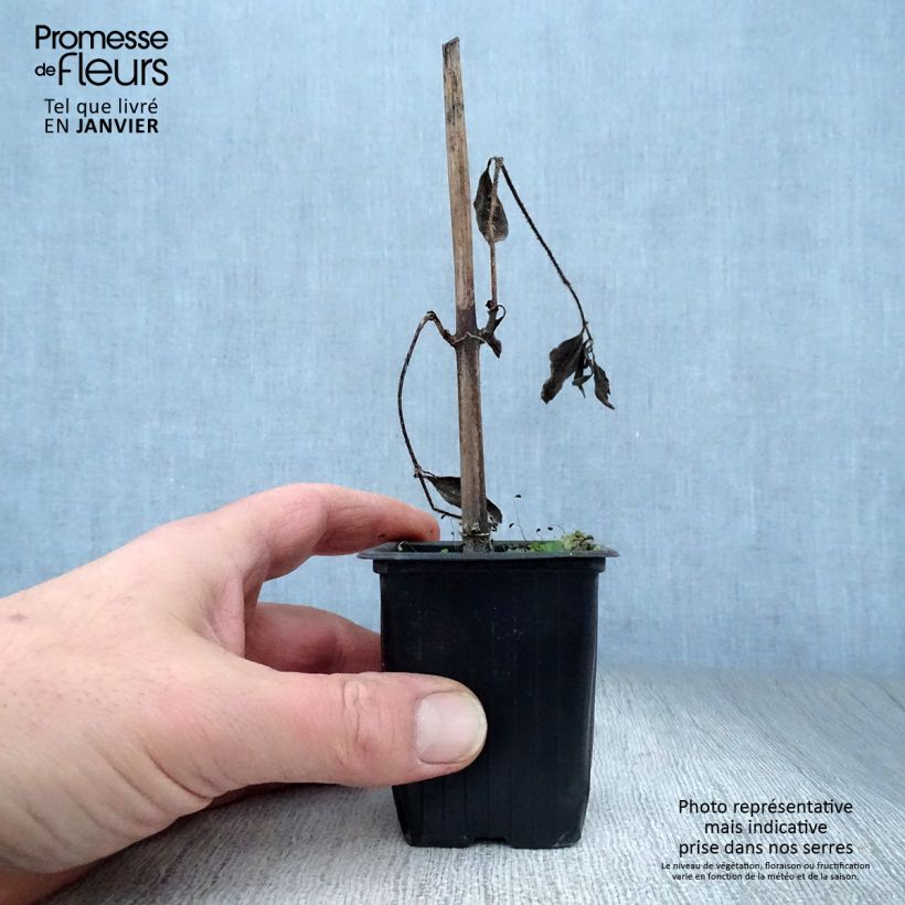 Amostra de Topinambours Fuseau Culinaire - Helianthus tuberosus Vaso de 7/8 cm tal como entregue no inverno