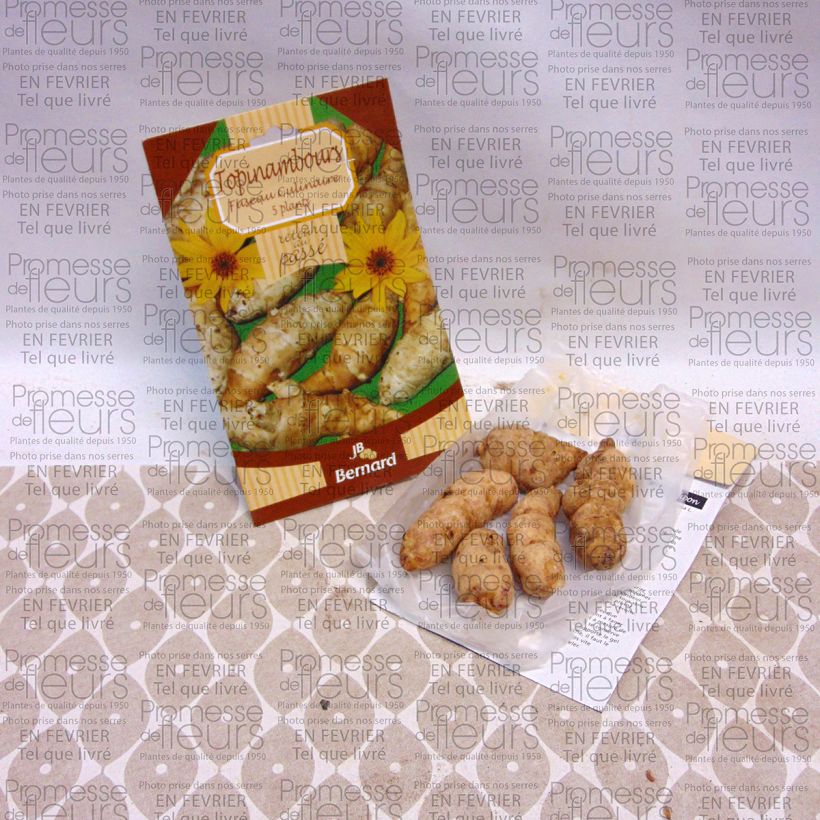 Exemplo de amostra de Topinambours Fuseau Culinaire - Helianthus tuberosus Peça tal como entregue