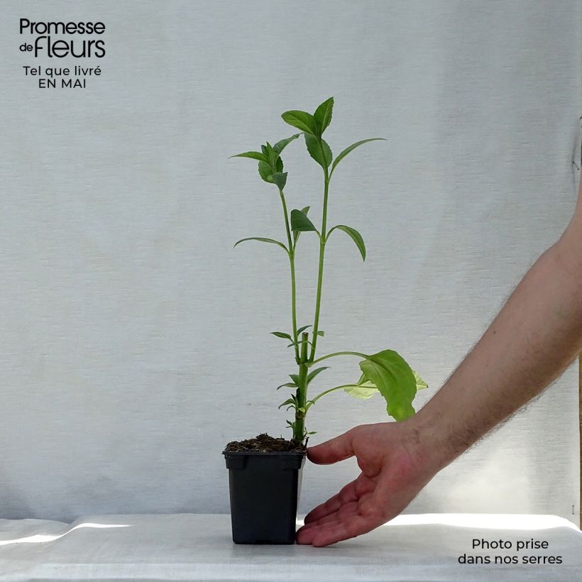 Amostra de Alcachofras-de-Jerusalém Vaso de 7/8 cm tal como entregue na primavera