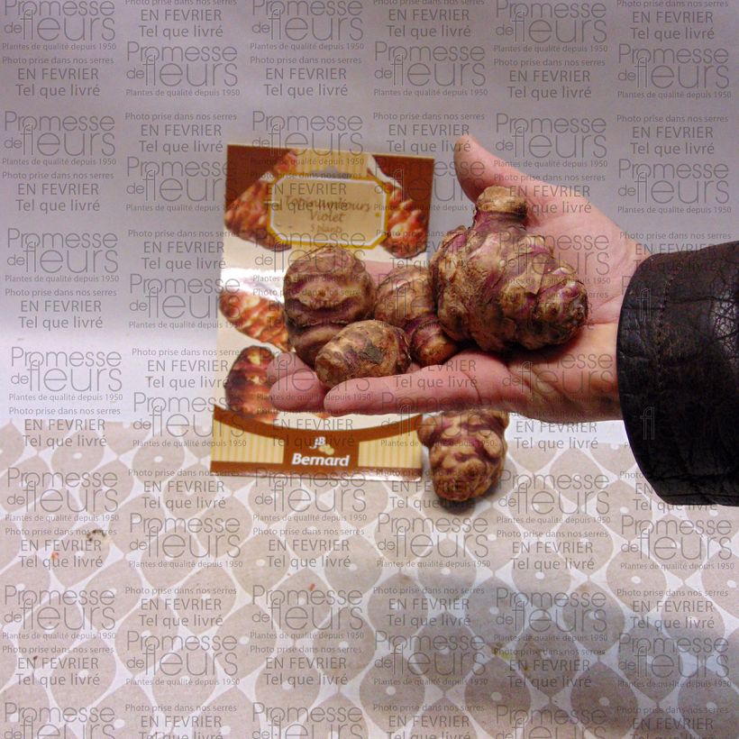 Exemplo de amostra de Topinambours Violets - Helianthus tuberosus en plants Peça tal como entregue