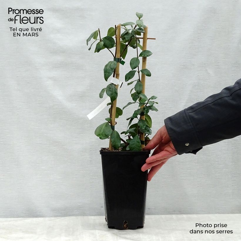 Amostra de Trachelospermum jasminoides Star of Toscane - Jasmim de leite Vaso de 2 L/3 L tal como entregue na primavera