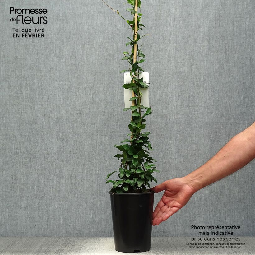 Amostra de Trachelospermum jasminoides Star of Toscane - Jasmim de leite Vaso de 2 L/3 L tal como entregue no outono