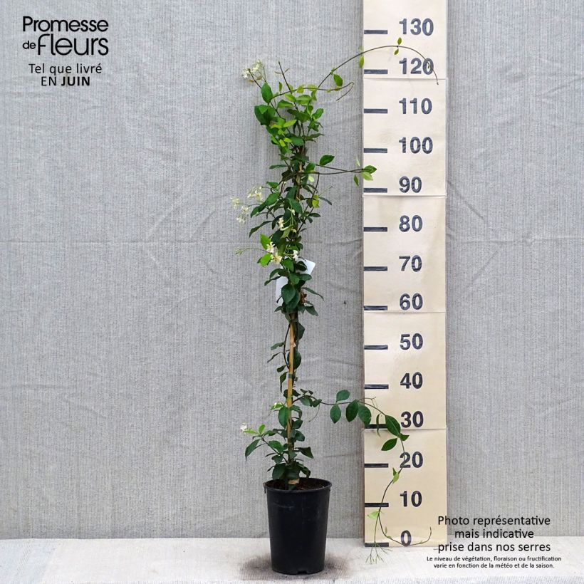 Amostra de Trachelospermum jasminoides Star of Toscane - Jasmim de leite Vaso de 2 L/3 L tal como entregue no verão