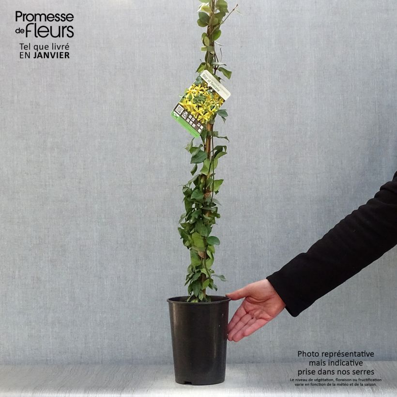 Amostra de Trachelospermum Star of Toscane - Jasmin étoilé Vaso de 2 L/3 L tal como entregue no inverno