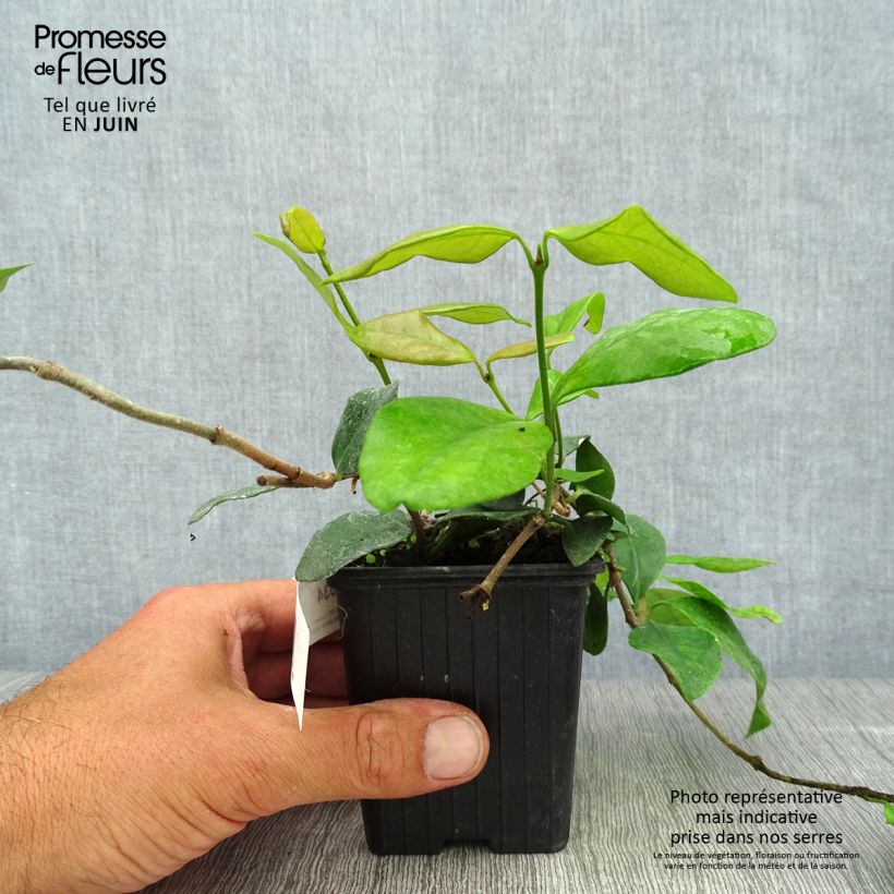 Amostra de Trachelospermum asiaticum Chili & Vanilla - Jasmim falso amarelo Vaso de 8/9 cm tal como entregue no verão