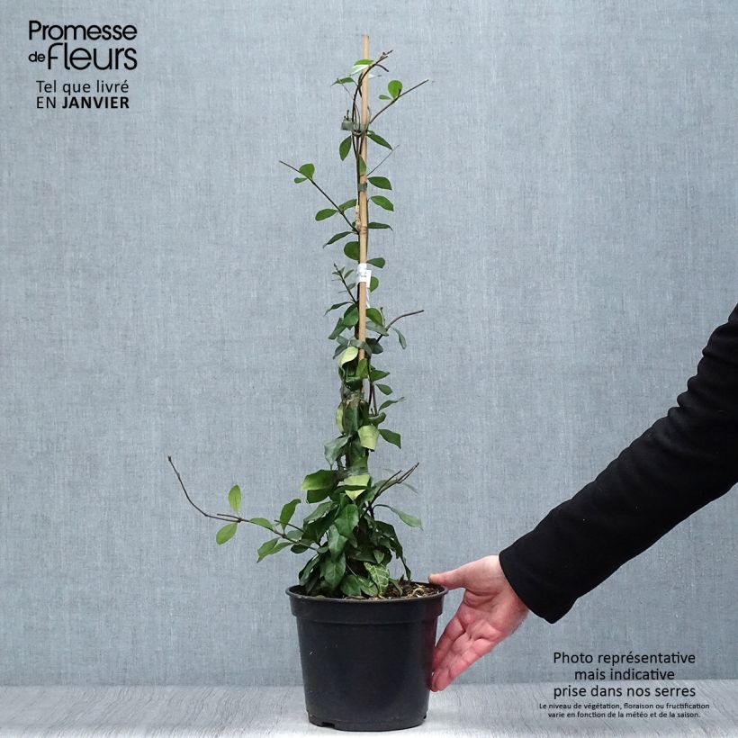 Amostra de Trachelospermum asiaticum Chili & Vanilla - Faux-jasmin  Vaso de 3 L/4 L tal como entregue no inverno