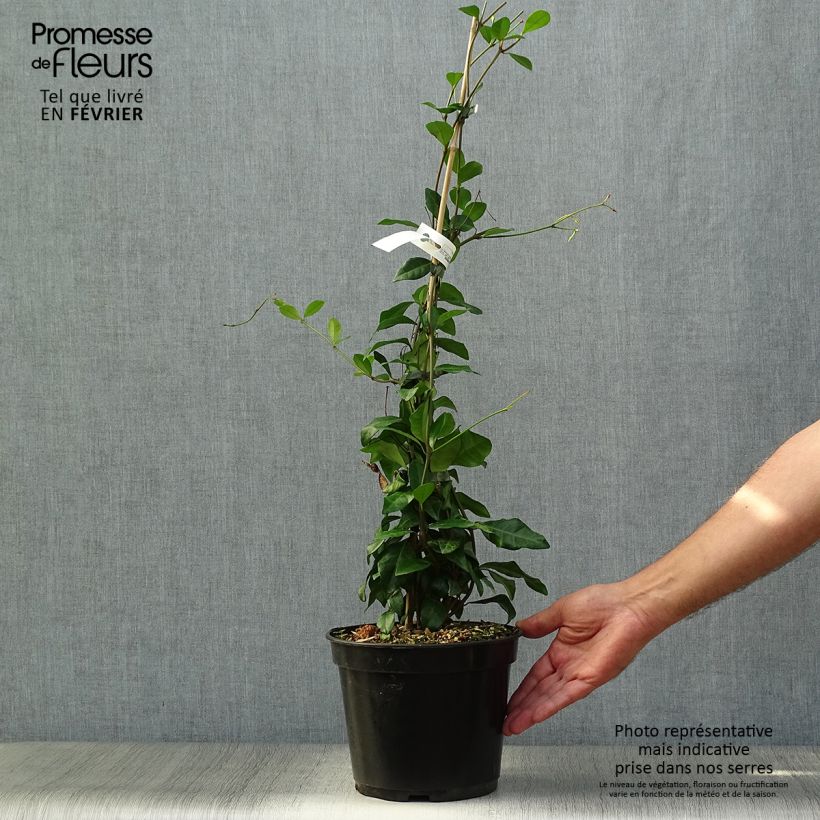 Amostra de Trachelospermum asiaticum Chili & Vanilla - Faux-jasmin  Pot de 3L/4L tal como entregue no outono
