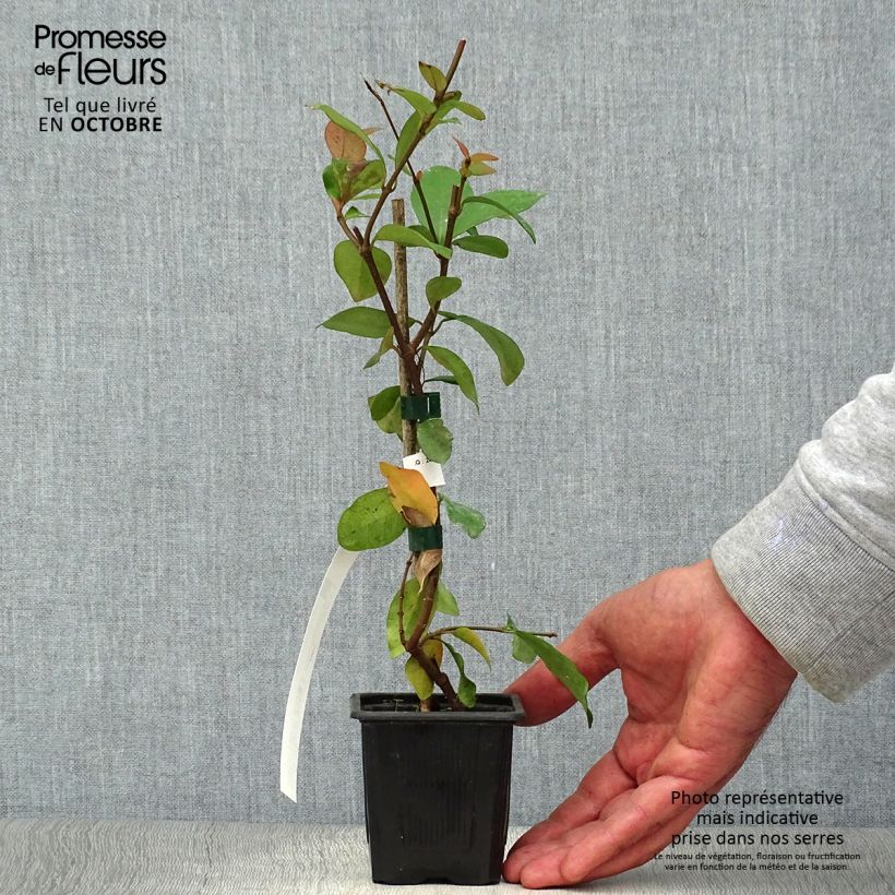 Amostra de Trachelospermum asiaticum - Jasmim falso amarelo Vaso de 8/9 cm tal como entregue no outono