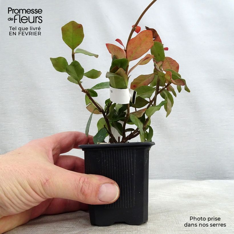 Amostra de Trachelospermum asiaticum - Jasmim falso amarelo Vaso de 8/9 cm tal como entregue no inverno