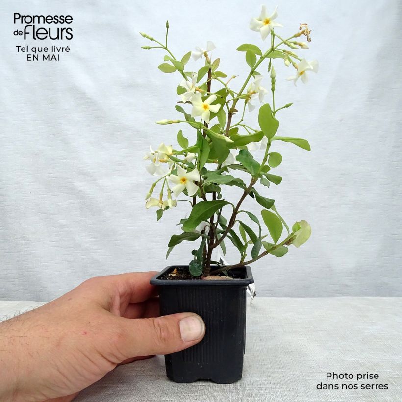 Amostra de Trachelospermum asiaticum - Jasmim falso amarelo Vaso de 8/9 cm tal como entregue na primavera