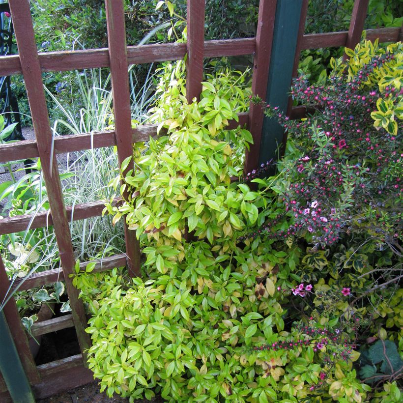 Trachelospermum asiaticum Golden Memories - Jasmim-falso amarelo  (Jasmim  estrelado) (Hábito)