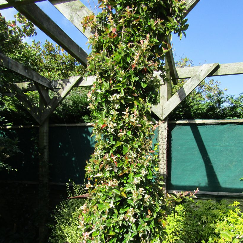 Trachelospermum asiaticum Goshiki Chirimen - Jasmim falso amarelo (Hábito)