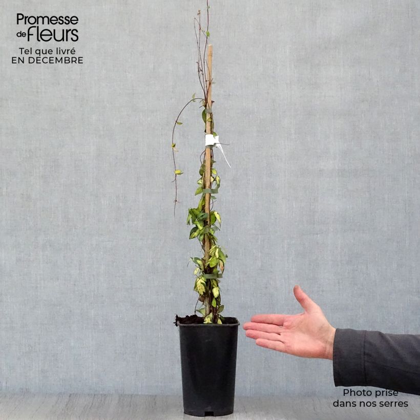 Amostra de Trachelospermum asiaticum Ogon-Nishiki - Jasmin étoilé Vaso de 2 L/3 L tal como entregue no inverno